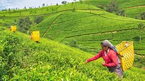 Nuwara Eliya Day tour from Kandy 