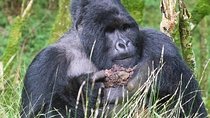 5 Days Uganda Gorilla, Chimpanzee and Wildlife Safari