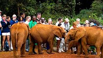 David Sheldrick Elephant Orphanage Half-Day Tour from Nairobi