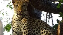 Chobe Day Trip -Botswana