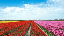 Amsterdam TulipFields of Holland Tour