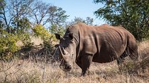 Game Drive and Rhino Viewing Safari