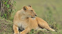 Nairobi National Park Tour
