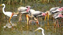 Day Tour from Jaipur Bird Watching in Keoladeo National Park (Bharatpur)