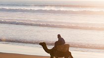 Agadir : 2-Hour Camel Ride Experience