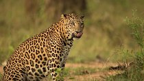 Safari In Jhalana Leopard Conservation Reserve, Jaipur