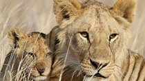 3-Day Masai Mara Private Luxury Safari