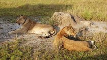 2 days Queen Elizabeth National Park Safari