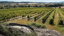 Premium Private Dão Tour: 2 Wineries with Wine & Cheese Tasting