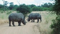 Bathongo Rhino & lion park nature reserve tour
