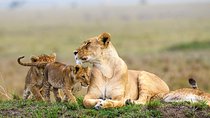 3 Days Masaai Mara budget safari