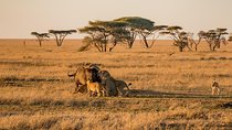 9 Days Family Safari - Tanzania Northern Circuit 
