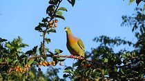 Kalametiya Bird Watching,Lagoon Safari trip From any Hotels Southern Province 