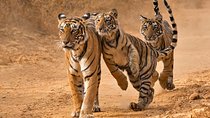 6 Days Golden Triangle Tour with Ranthambore from Delhi
