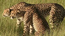 6 Days 5 nights Amboseli, Tsavo & Diani Beach