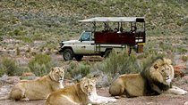 Cape Town - The Best of Aquila Safari Tour 