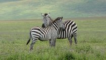 Exclusive Safaris in Africa's Finest Wildlife Areas. 5 days Tanzania