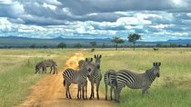 3 Days Safari at Mikumi National Park Southern circuit of Tanzania