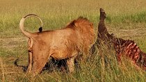 5 Days Camping Group Safari to Nairobi, Lake Manyara, Serengeti and Ngorongoro