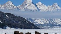 Jackson Hole & Grand Teton Park - Half-Day Wildlife Tour - Afternoon