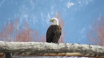 Grand Teton Park & Jackson Hole - PRIVATE Full-Day Wildlife Tour