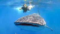 Swim with Whale Shark