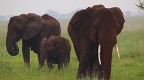 4 Days Tanzania Safaris To Tarangire, Serengeti And Ngorongoro Big 5 Safaris