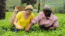 Tea Tasting in Nuwara Eliya