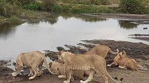 Best of Tanzania 5days 4nights safari