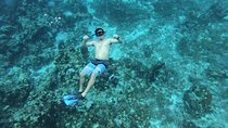 Amazing Snorkel at Cozumel Gorgeous Reef! Round Transportation from Tulum City