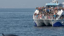 Los Angeles Whale and Dolphin Watching Cruise from West Harbor