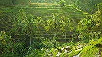 Ubud Instagram Spots Tour - One Day Private Trip