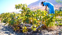 Santorini Private Wine Tour