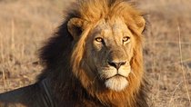 3-Day Kruger National Park Experience