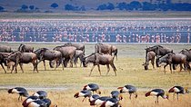 Ngorogoro Crater Tarangire And Lake Manyara Joining Group Safari