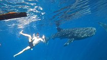 Cebu Whaleshark Tour