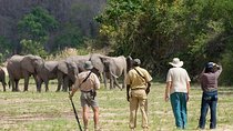 Discover the Wonders of Selous Game Reserve - 4 Days