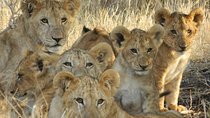 4-Day Masai Mara and Lake Nakuru safari from Nairobi.