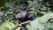 2 Day Chimpanzee Trek at Kibale National Park