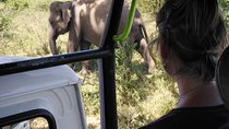 A Udawalawa Park safari, Tour from Colombo/Galle- (All inclusive)