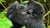 Gorillas, Game and Masai Mara Safari - 14 Days