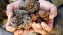 Truffle Hunt & Wine Tasting - Private Tour