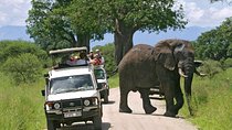 A Visit to The Giants in Tarangire NP.