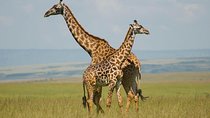 4 Days lake manyara -Ngorongoro crater- Tarangire safari