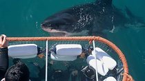 Shark Cage Diving & Viewing in False Bay