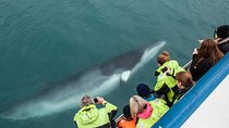 Reykjavik Shore Excursion: Whale-Watching Cruise