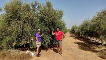 Olive Oil Farm Tour with Tasting from Seville