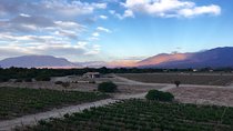 Exclusive day-long private tour of Cafayate vineyards