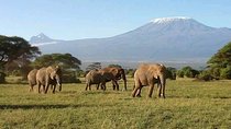 7 Days Great Migration and Budget Safari in Kenya 