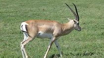 Day trip to Trangire National Park from Arusha